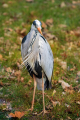 Grey heron on the grass. Ardea cinerea. Place for text.