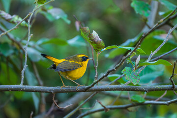 Golden Bush-robin (Tarsiger chrysaeus) perched on a forest branch, showcasing vibrant golden-orange plumage. A beautiful Himalayan songbird in its natural woodland habitat.