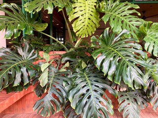large lush monstera deliciosa plant with vibrant green Swiss cheese leaves