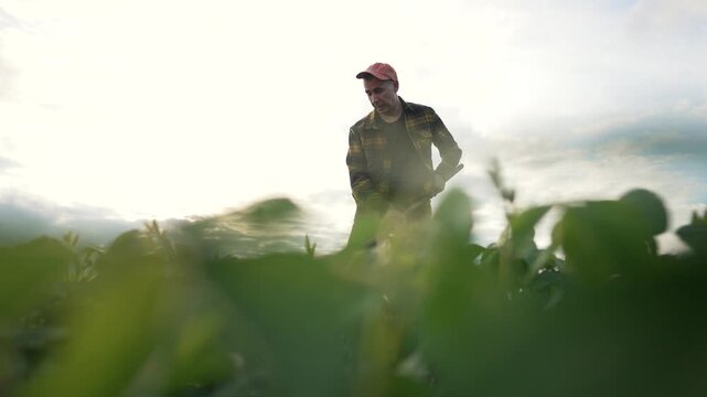 Farmer hoeing soybean farm at sunset. Silhouette farmer working with hoe soybean field. Dedicated agricultural worker maintaining soybean crops. Hoeing soybean plants on farm. Farmer laboring at dusk.