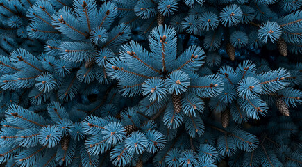 a close-up of a group of blue pine needles. The needles are arranged in a circular pattern, with each needle having a pointed tip and a pointed end