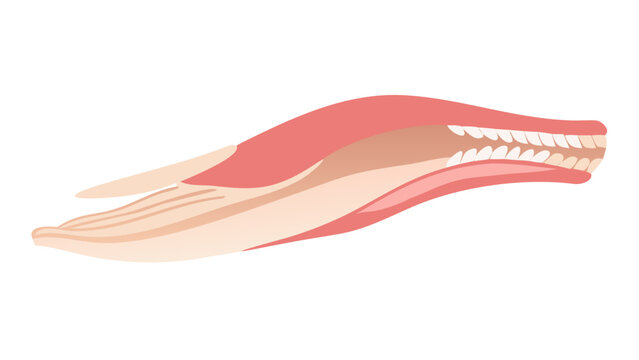 medically accurate muscle illustration of the depressor anguli oris.