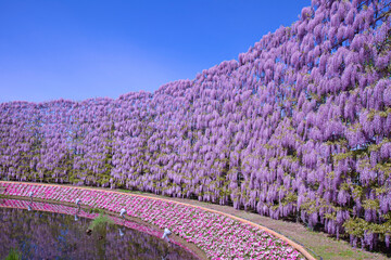 あしかがフラワーパークの紫藤