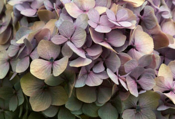 Colourful Hydrangea macrophylla Blossom, closeup. Colorful hydrangeas in garden, close up. Purple blue pink hortensia blooms. Endless summer Hydrangea flowers. Banner.