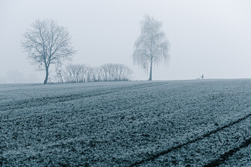 Mglisty zimowy poranek nad polami w szronie © Elżbieta Kaps