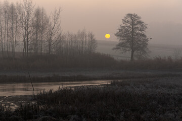 Mglisty zimowy wschód słońca nad stawem © Elżbieta Kaps