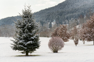 Snow on golf course landscape in winter with forest in background, copy space