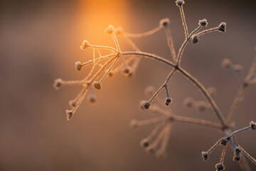 Suche kwiaty na łące pokryte szronem w ciepłym świetle wschodu słońca © Elżbieta Kaps