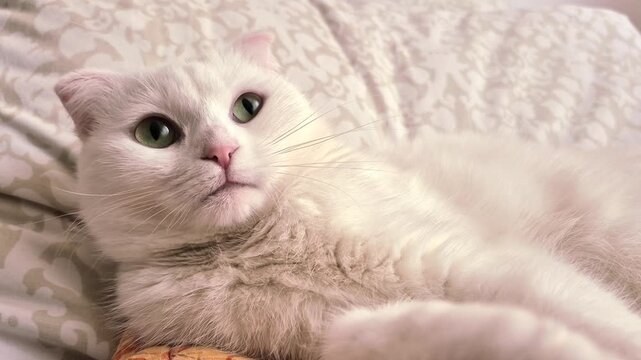 A video of a white adult Scottish Fold cat. In this close-up shot, the cat's observations of its surroundings, its blinking, purring and other movements are clearly visible.