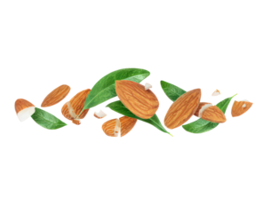 A bunch of almonds and a leaf. The almonds are scattered all over the leaf. The almonds are broken into pieces
