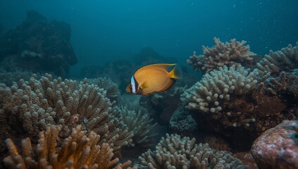 Obraz premium An Underwater Realm. Golden Fish amidst Coral, a Tapestry of Blue and Beige.