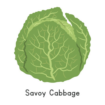 Savoy Cabbage Flat Cartoon Vector Illustration Isolated on White Background