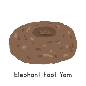 Elephant Foot Yam Flat Cartoon Vector Illustration Isolated on White Background