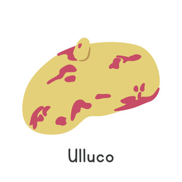Ulluco Flat Cartoon Vector Illustration Isolated on White Background