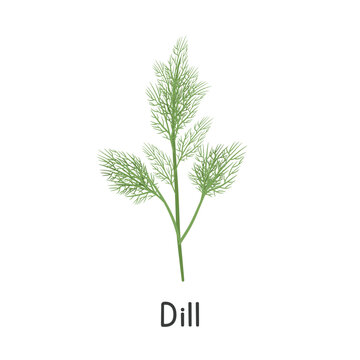 Dill Flat Cartoon Vector Illustration Isolated on White Background