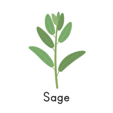 Sage (Salvia officinalis) Flat Cartoon Vector Illustration Isolated on White Background