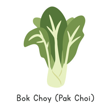Bok Choy (Pak Choi) Flat Cartoon Vector Illustration Isolated on White Background