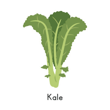 Kale Flat Cartoon Vector Illustration Isolated on White Background