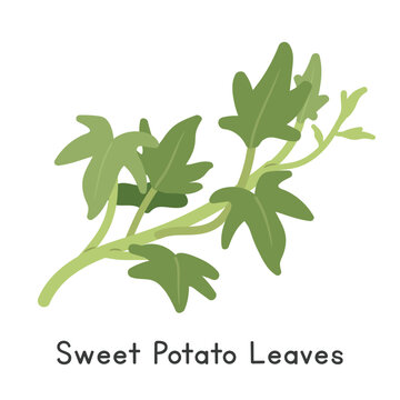 Sweet Potato Leaves Vector Illustration. Sweet Potato Leaves Cartoon Clipart, Vegetable in Flat Style. Also called Ipomoea batatas (L.) Lam. Leafy Greens Concept. Common Vegetable Vector Design