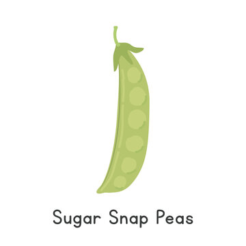 Sugar Snap Pea Vector Illustration. Snap Pea Cartoon Clipart, Vegetable in Flat Style. Also called Sugar Pea, Mangetout, or Pisum sativum 'Macrocarpon Group'. Legume Concept. Common Vegetable Vector