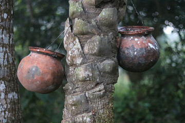 Fototapeta premium OPot of date juice. Old tree trunk