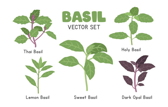 Basil Vector Illustration Set - Sweet, Thai, Lemon, Holy and Dark Opal Varieties. Herbal Cartoon Clipart Set in Flat Style. Vegetables Flat Vector Design