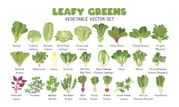 Leafy Greens Vector Illustration Set. Leafy Vegetables Cartoon Clipart Set in Flat Style. Spinach, Lettuce, Kale, Swiss Chard, Collard Greens, Arugula, Mustard Greens, Watercress, Endive, Escarole