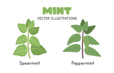 Mint Vector Illustration Set. Types of Mint Cartoon Clipart Set in Flat Style. Spearmint and Peppermint, Herbs Flat Vector Design