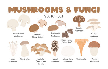 Mushrooms and Fungi Vector Illustration Set. Types of Mushroom Cartoon Clipart Set in Flat Style. White Button Mushroom, Cremini (Baby Bella), Portobello, Shiitake Mushroom, Oyster Mushroom, Enoki