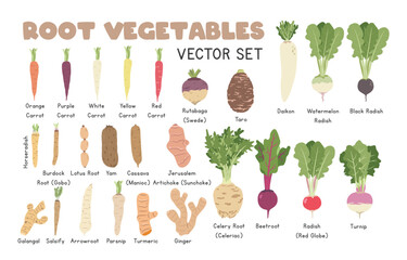 Root Vegetables Vector Illustration Set. Root Vegetables Cartoon Clipart Set in Flat Style. Carrot, Taro, Daikon, Radish, Yam, Ginger, Cassava, Rutabaga, Turmeric, Beetroot, Turnip, Horseradish
