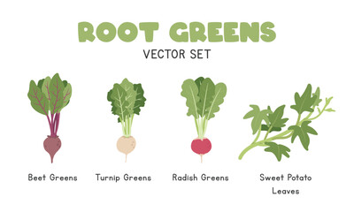 Root Greens Vector Illustration Set. Root Green Cartoon Clipart Set in Flat Style. Beet Greens, Turnip Greens, Radish Greens, Sweet Potato Leaves. Vegetables Flat Vector Design