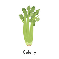 Celery (Apium graveolens) Vector Illustration. Celery or Apium graveolens Cartoon Clipart, Vegetable in Flat Style. Stem and Shoot, Vegetable Concept. Common Vegetable Vector Design