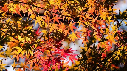 autumn leaves background