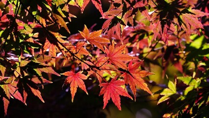 red maple leaves