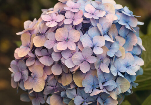 Colourful Hydrangea macrophylla Blossom, closeup. Colorful hydrangeas in garden, close up. Purple blue pink hortensia blooms. Endless summer Hydrangea flowers. Banner.