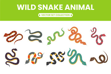 Wild snake animal collection