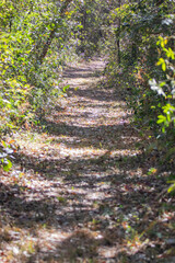 Beautiful track on Brazilian Savanah