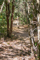 Beautiful track on Brazilian Savanah