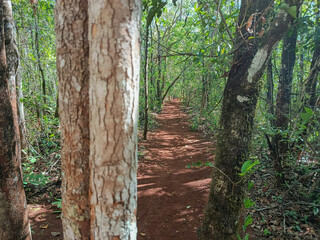 Beautiful track on Brazilian Savanah