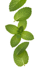 Vibrant green mint leaves isolated on black, fresh and natural.