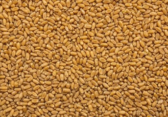 Fototapeta premium A dense scattering of golden wheat kernels creates a seamless, textural background perfect for agricultural design and copy space ,healthy ,rye ,copy space