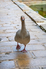 Fototapeta premium Close-up of standing grey domestic goose. agriculture concept.