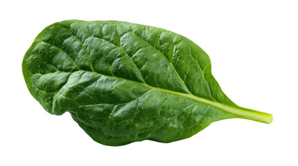 Obraz premium Fresh Spinach Leaf on Isolated Background