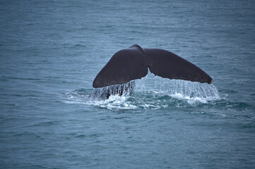 Obraz premium Whale Watching in Kaikoura, New Zealand: Close-up of a Sperm Whale Diving and Tail-Slashing