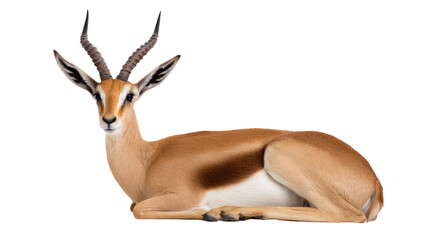 Resting Grant's Gazelle on isolated background