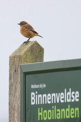Bennekom, The Netherlands - December 17, 2025: European stonechat (Saxicola rubicola) a small passerine bird in Nature area Binnenlandse Hooilanden in Bennekom, The Netherlands