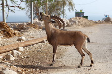 A Nubian Ibex  standing among dry rocks and sparse desert vegetation in the Ein Gedi Nature Reserve, Israel. This male ibex with small horns is well-camouflaged against the arid, rocky terrain near th