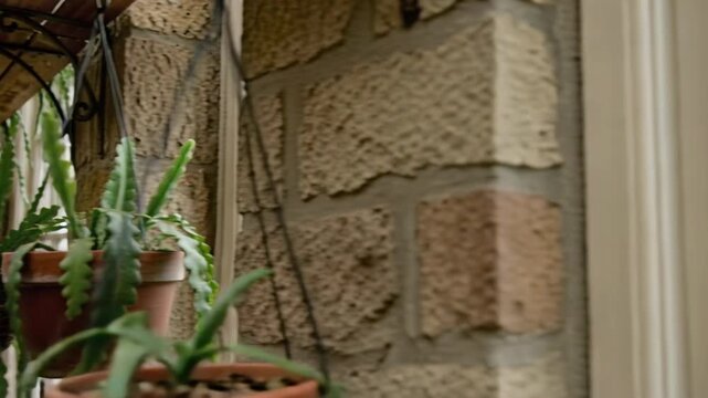 Abundant hanging Ric Rac cactus plants in terra cotta pots fill a sunlit conservatory with natural light filtering through arched windows onto rustic