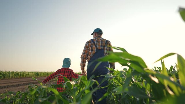 Father holds boy hand in field. Walking across corn rows. Nature quiet on farm. Rural field shows green corn. Boy exploring with father. Holding hands in nature makes farm field feel safe and calm.