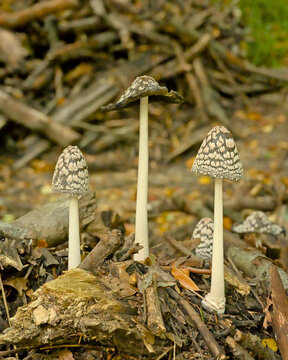 Closeup of magpie inkcap mushroom growing on dead wood in the forest, selective focus - Coprinopsis picacea 